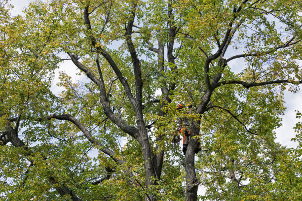 How Our Tree Care Process Works  in  Tulsa, OK